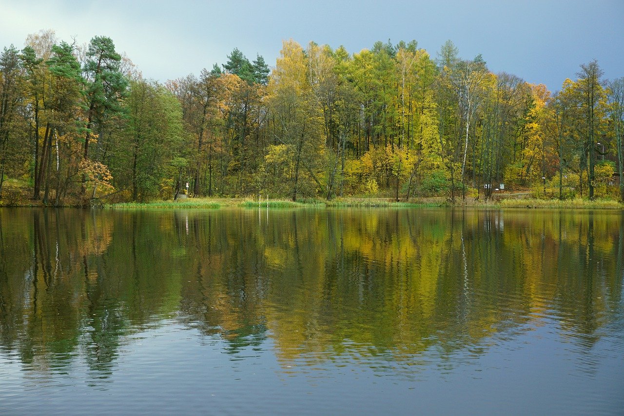 lake, forest, trees-7511647.jpg